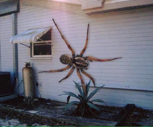 Big spiders Big spiders