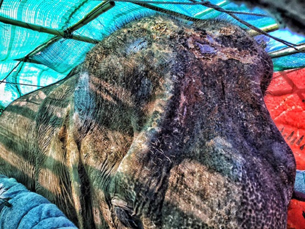 Bullhook used on sookjai elephant Bullhook used on sookjai elephant