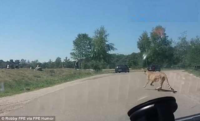 Cheetah come from behind the camera Cheetah come from behind the camera