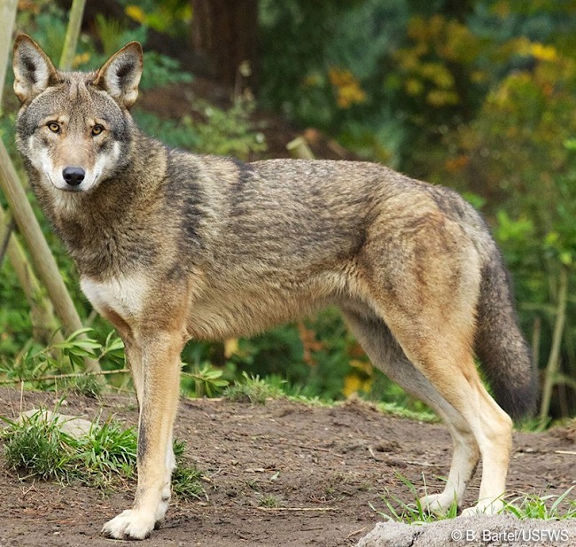 Coywolf Coywolf crossbreed animal