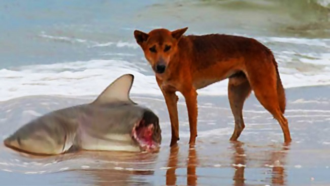Dog eating shark Dog eating shark