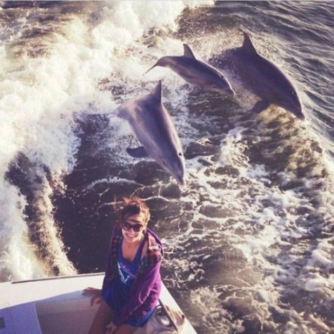Dolphins photobombing Dolphins photobombing