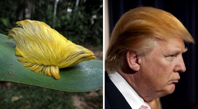 Donald Trump’s hairstyle and this caterpillar
