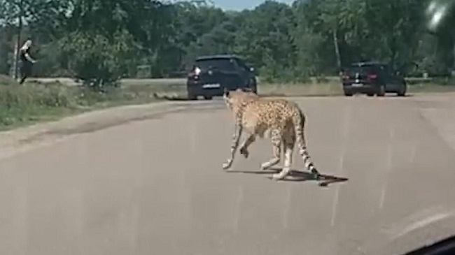 French Tourists stuch between the cheetah French Tourists stuch between the cheetah