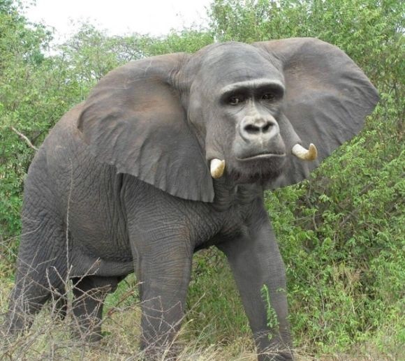 Gorilla or elephant Gorilla or elephant