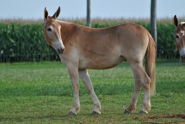 Hinny crossbreed Hinny crossbreed