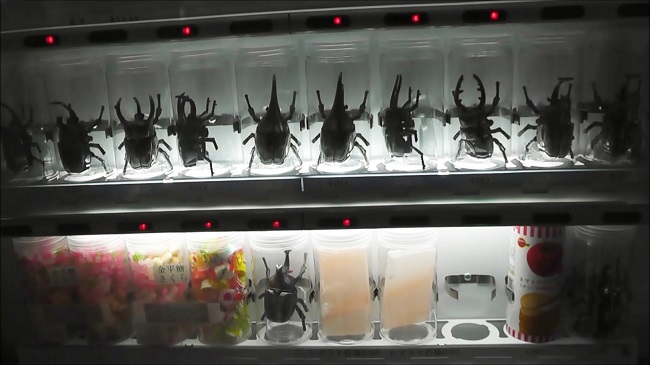 horned beetles horned beetles