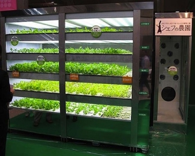 japanese vending machine selling lettuce