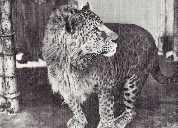 Leopon rare crossbreed Leopon rare crossbreed