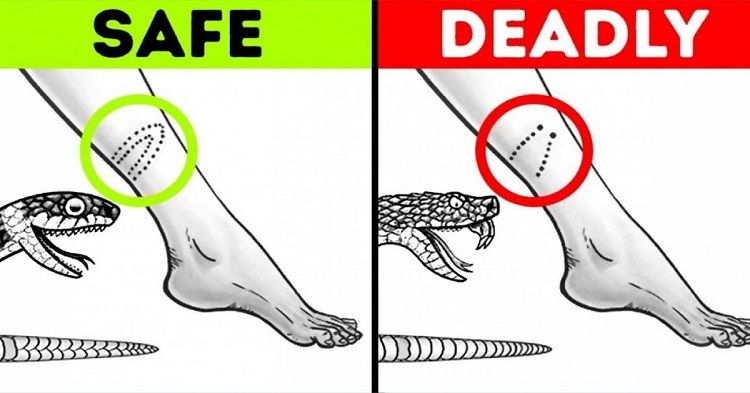 poisonous and non-poisonous snake