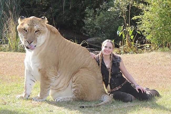 Liger Liger