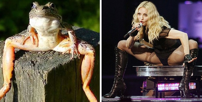 Madonna and the stylish frog