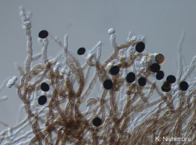 Nigrospora Sphaerica Nigrospora Sphaerica