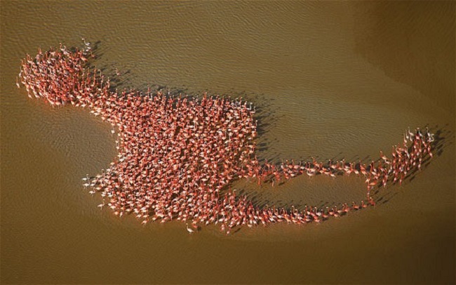 Pink Flamingos moving as one
