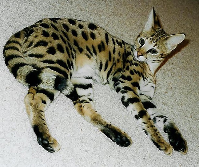 Savannah cat crossbreed Savannah cat crossbreed