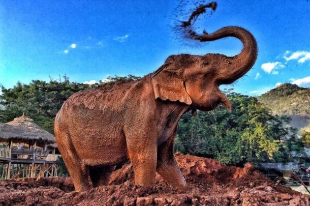 Sook Jai really enjoy her freedom Sook Jai really enjoy her freedom