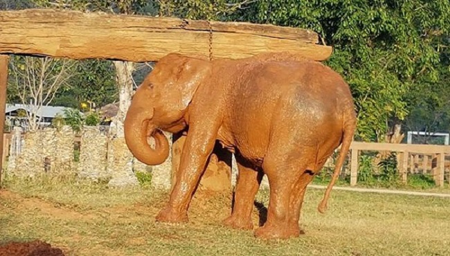 SookJai rescue SookJai rescue