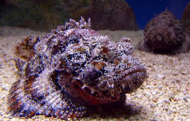 Stonefish Stonefish can be very harmful