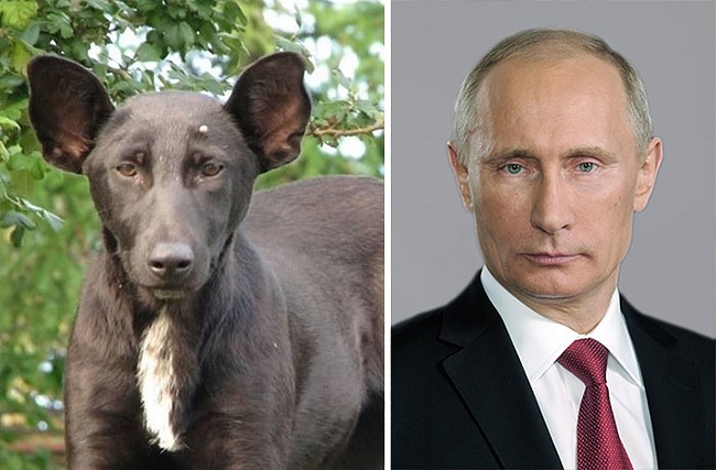 Vladimir Putin and this dog