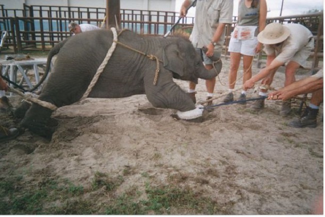 Why elephants suffer such cruelty Why elephants suffer such cruelty