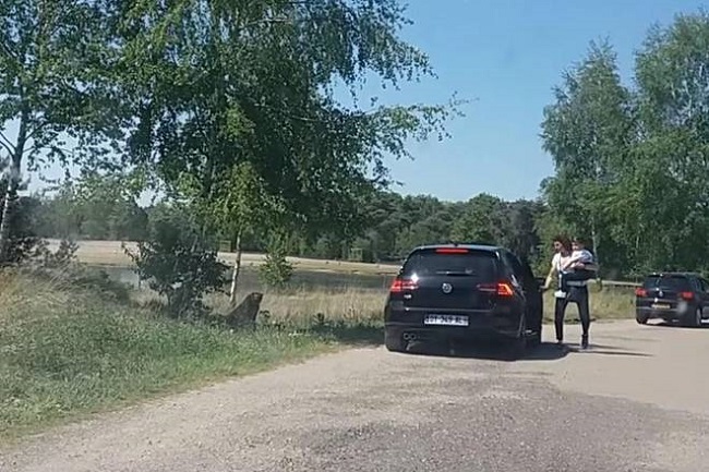 Wild cheetah Wild cheetah