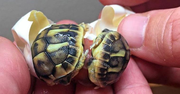 A 1000 years old remedy for eye infection recreated from Anglo-Saxon manuscript