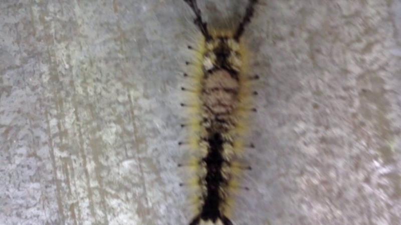 A caterpillar with the image of human face A caterpillar with the image of human face