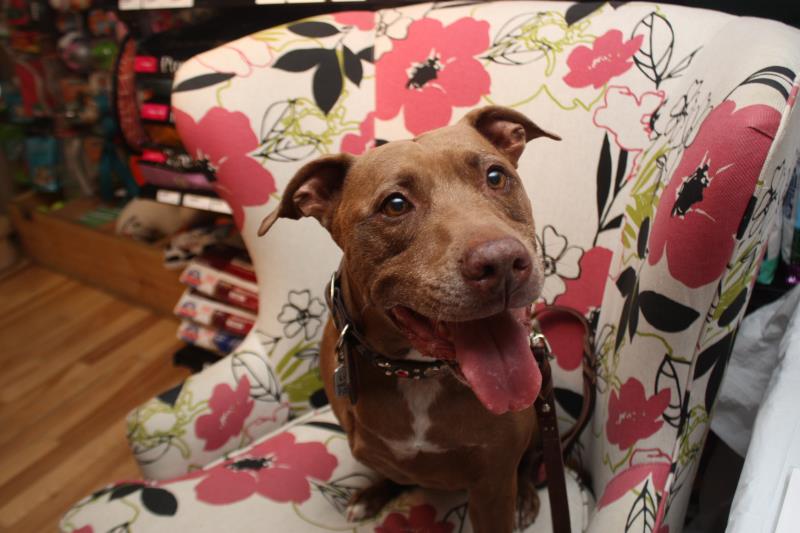 A Pod Of Dolphins Saves A Lifeguard And Three Girls Form A Shark A Pod Of Dolphins Saves A Lifeguard And Three Girls Form A Shark