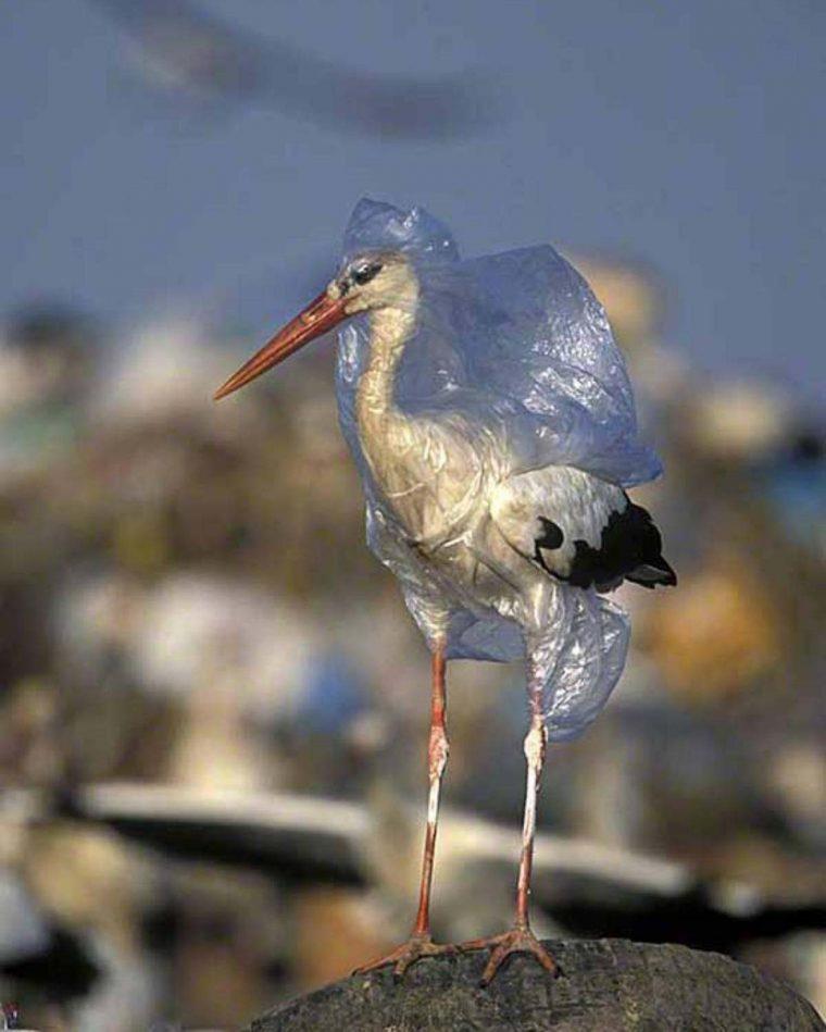 A stork wrapped in a plastic bag A stork wrapped in a plastic bag