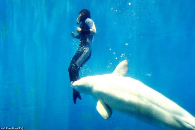 Beluga-Whale-Saves-Diver Beluga-Whale-Saves-Diver