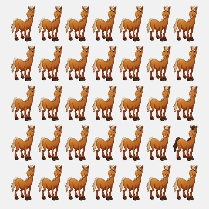 Find the odd horse Find the odd horse