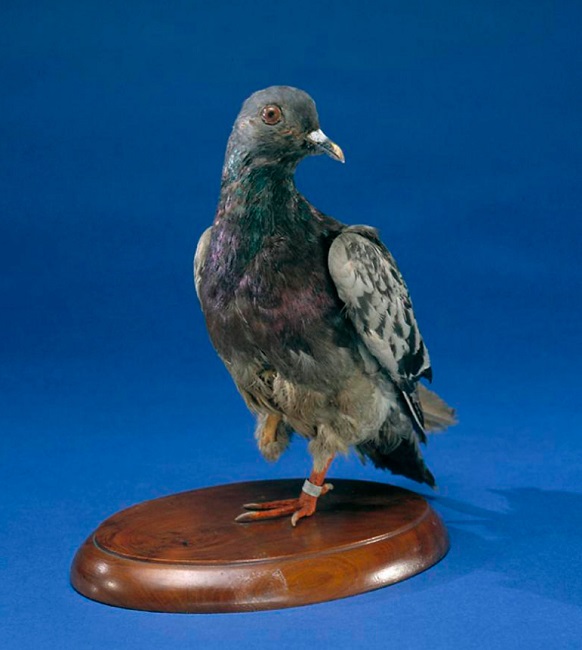 Homing Pigeon Helped Save 194 Men Homing Pigeon Helped Save 194 Men
