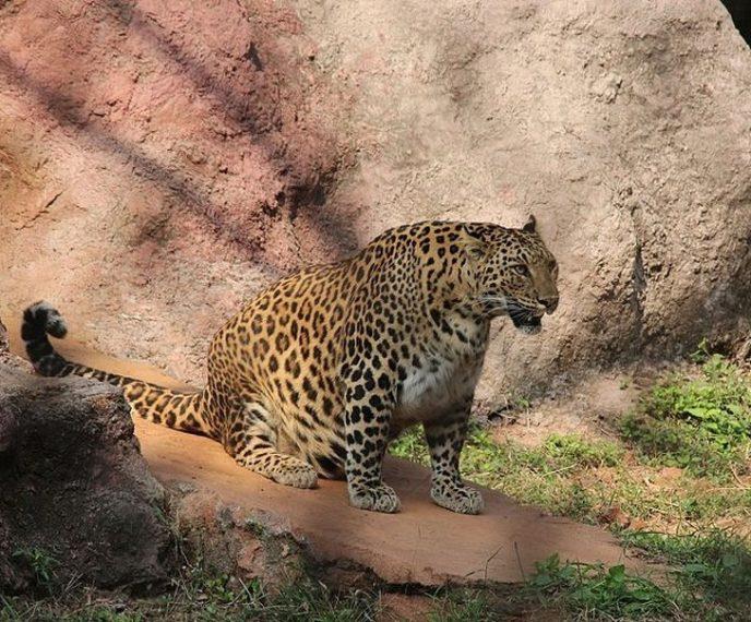 Leopard: Don’t say nothing about my fat belly Leopard: Don’t say nothing about my fat belly