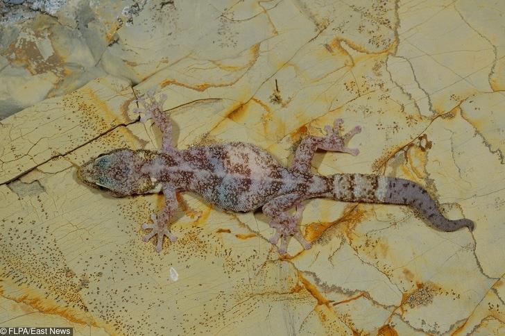 Lizards: I’m just a fat crawler Lizards: I’m just a fat crawler