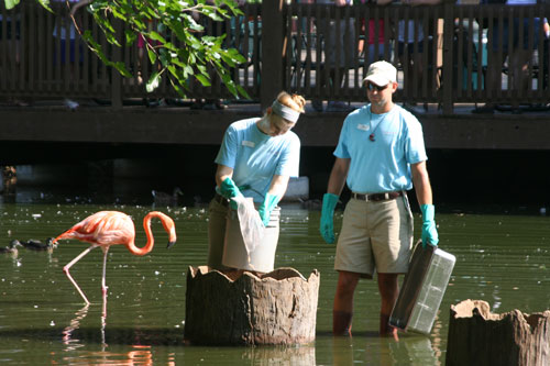 Make animals behave friendly Make animals behave friendly