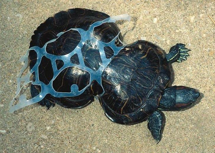 Marine life dies a slow death with plastic Marine life dies a slow death with plastic