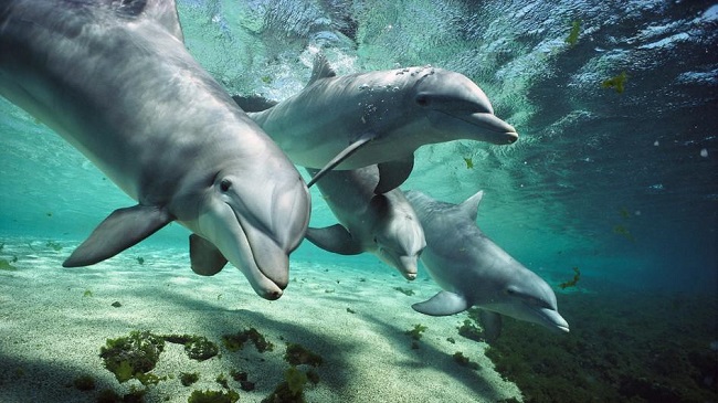 more dolphins join more dolphins join