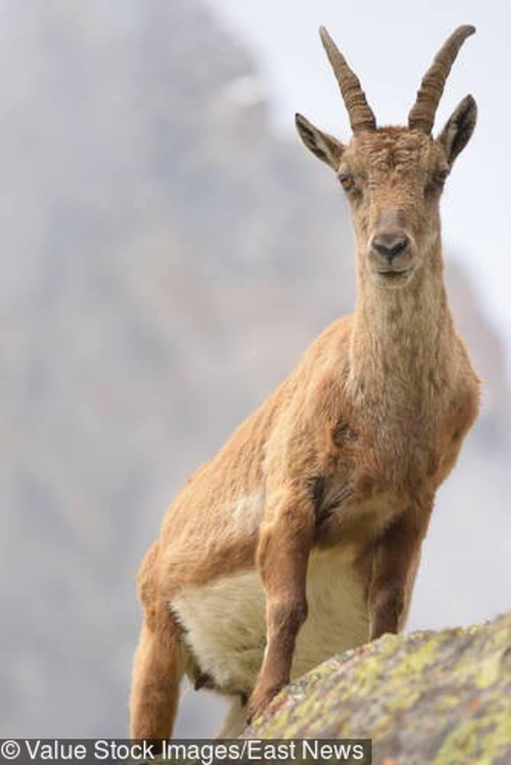 Mountain Goat, time for my fitness routine Mountain Goat, time for my fitness routine