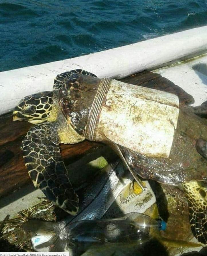 Once trapped, there is no one in the ocean to free it Once trapped, there is no one in the ocean to free it