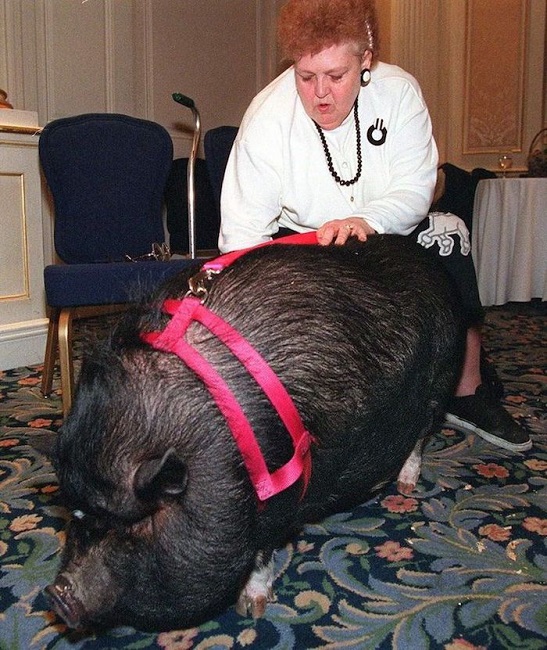 Pig Saves Owners Life Pig Saves Owners Life
