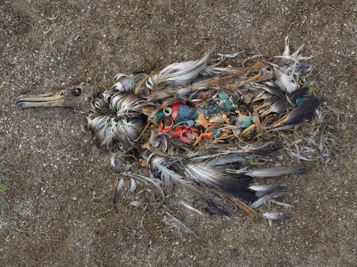 Plastic is killing our oceans Plastic is killing our oceans