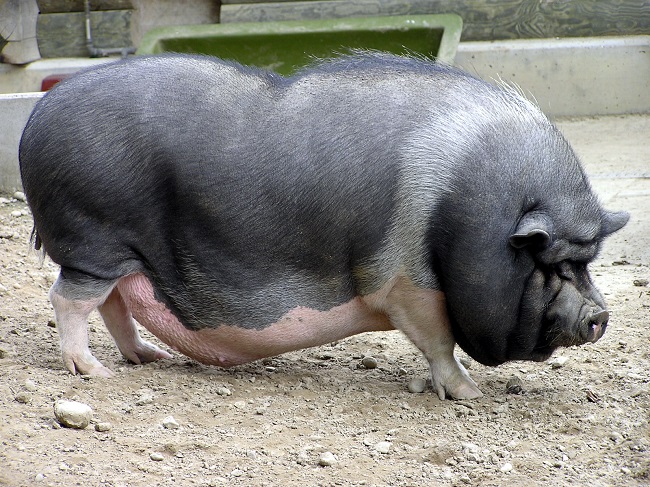 Pot-Bellied Pig Pot-Bellied Pig