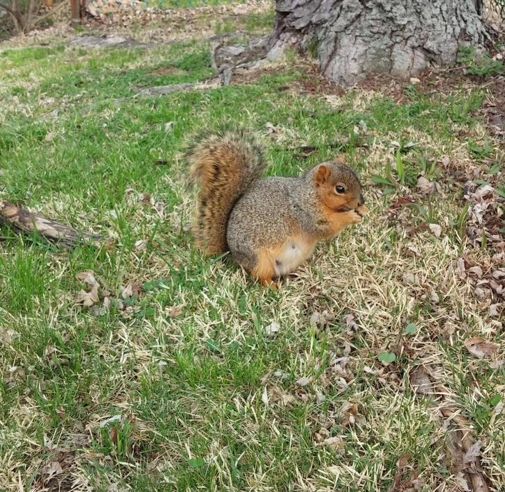 Squirrels: I have to eat for two! Squirrels: I have to eat for two!
