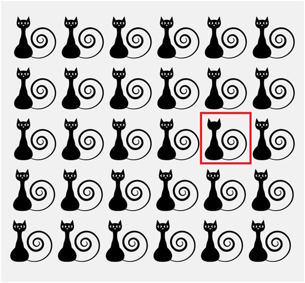 The fifth cat in the third row The fifth cat in the third row