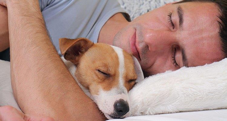 The pet companions The pet companions