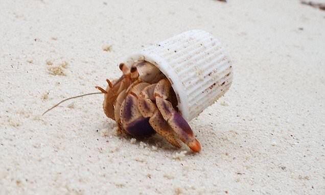 The plastic is home The plastic is home