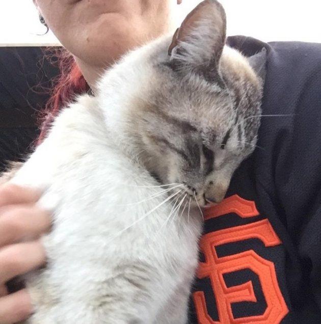 Who says cats can Who says cats can