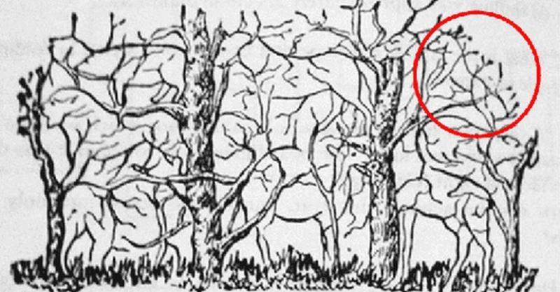 The Elephant The Elephant