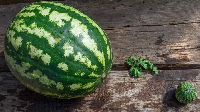 There aren’t as many nutrients in unripe watermelons There aren’t as many nutrients in unripe watermelons