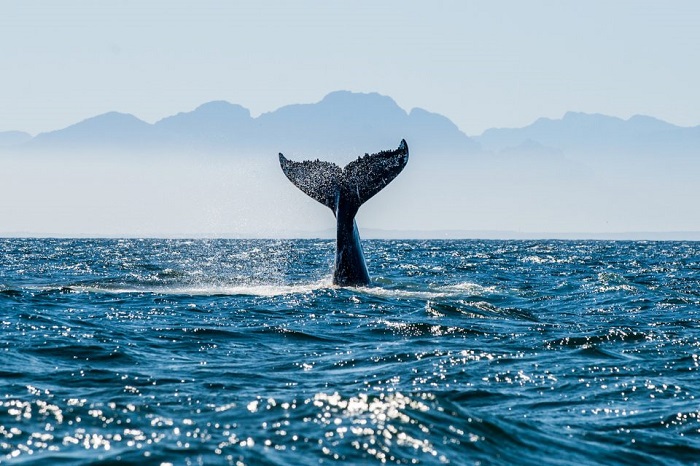 Allowing the coastal waters to be drilled for oil and gas can increase the threats to these whales’ existence Allowing the coastal waters to be drilled for oil and gas can increase the threats to these whales’ existence